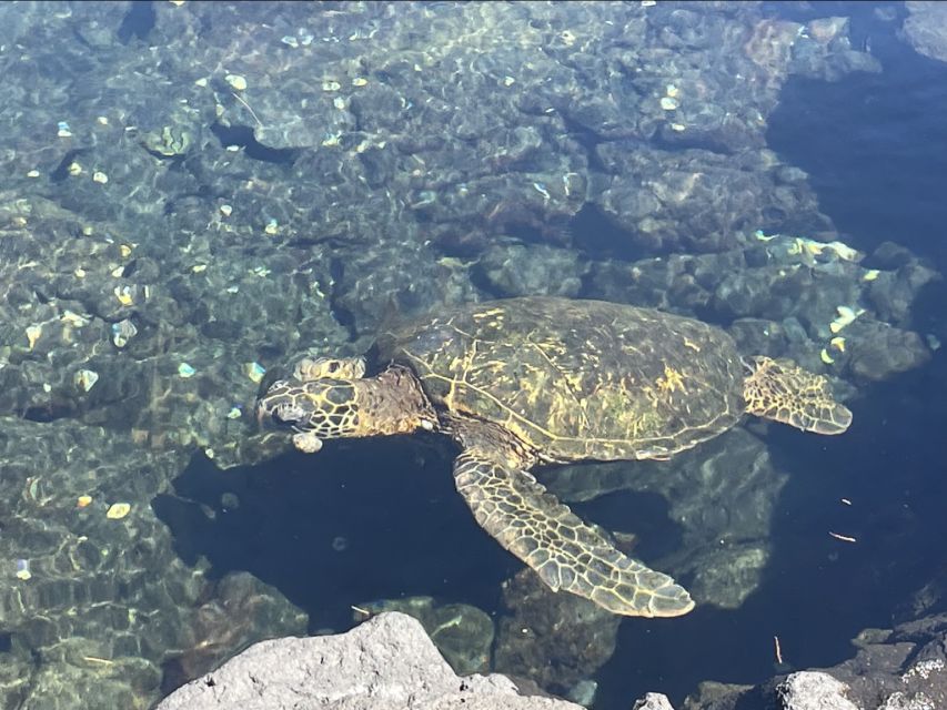 Hilo: Sea Turtle Lagoon and Black Sand Beach Snorkel - Stop 2 along Hilo’s coastline reef: coral views, fish variety, and wild surprises