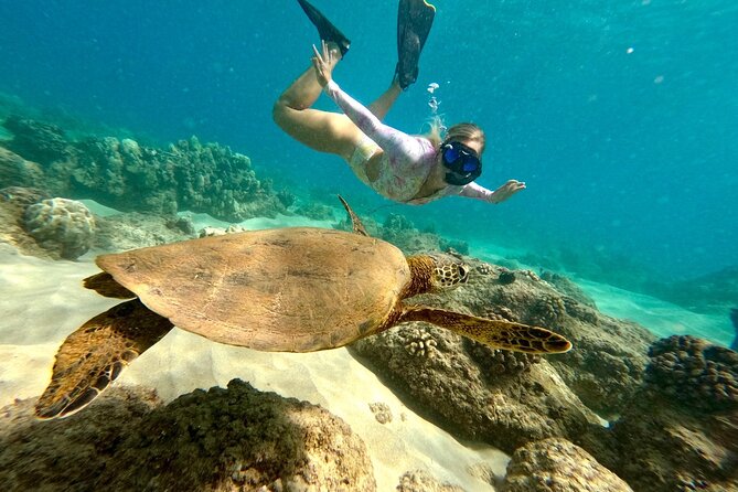 Hilo Sea Turtle Snorkel Adventure - Key Takeaways Before You Go