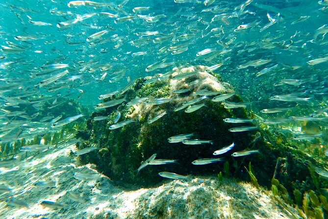 Hilo Sea Turtle Snorkel Adventure - Leleiwi Beach Park: Where Your Turtle Search Starts