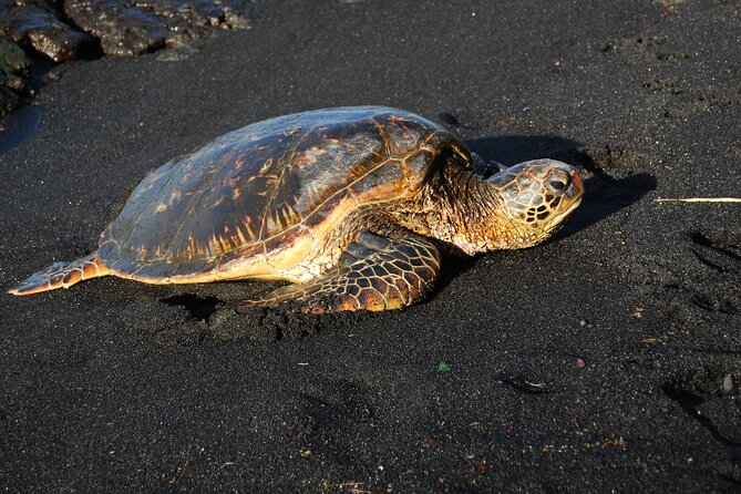 Hilo Shore Excursion: Volcanoes National Park & Black Sand Beach - Mauna Loa Macadamia stop for tastings and gifts