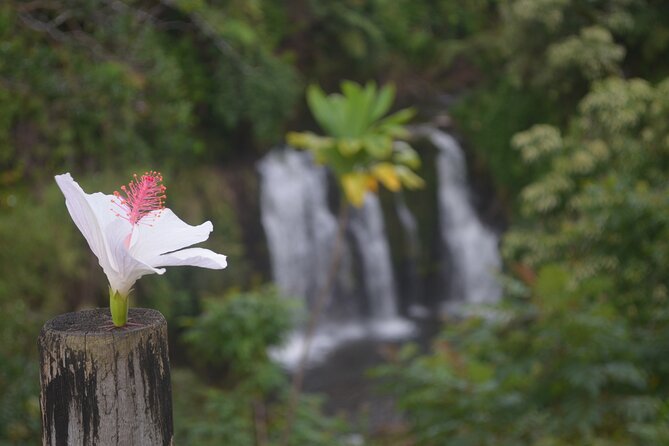 Hilo Waterfall Swim and Hike with Hilo Cruise Ship Pickup - The waterfall sequence: private falls, possible swim, and what to expect at each stop