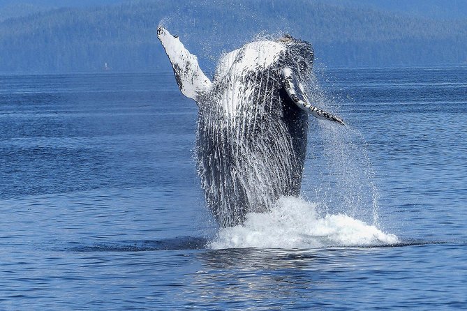 Humpback Whale and Dolphin Watch in Kona - Key things to know before you go