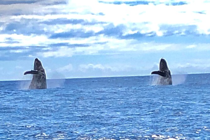 Humpback Whale and Dolphin Watch in Kona - Why Kona’s whale season is the whole point (Dec–April)