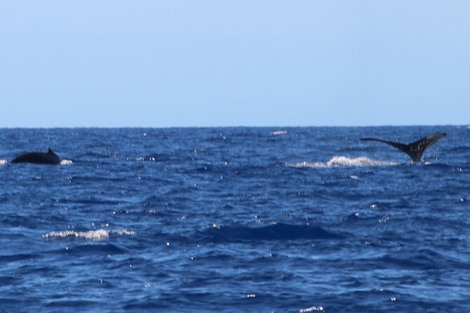 Humpback Whale and Dolphin Watch in Kona - Stop and setting: Kailua-Kona and the coast you came for