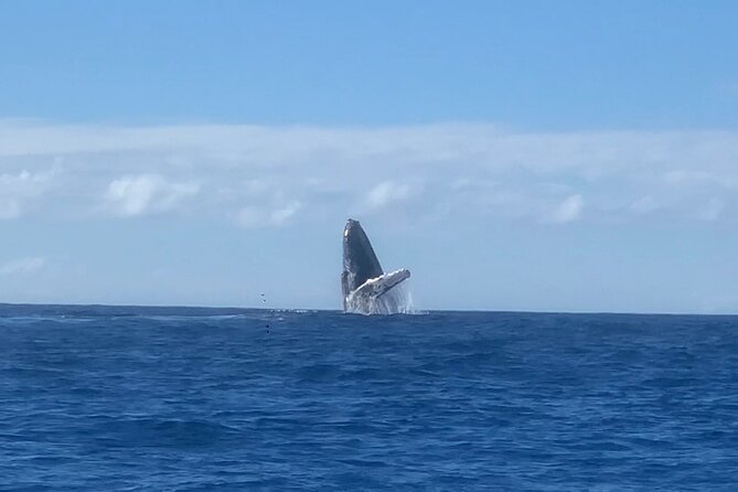 Humpback Whale and Dolphin Watch in Kona - Dolphins year-round: what you can see even when humpbacks are shy