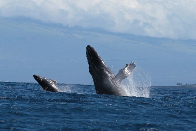 Humpback Whale and Dolphin Watch in Kona - Humpbacks (Dec–Mar focus): how the crew searches and manages distance