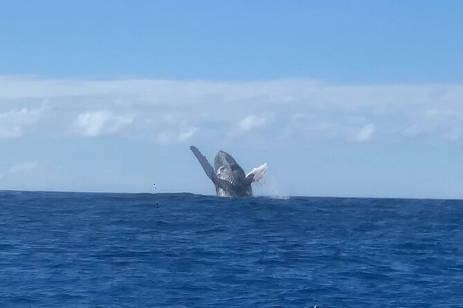 Humpback Whale and Dolphin Watch in Kona - Hydrophone moments: hearing whales is often the payoff