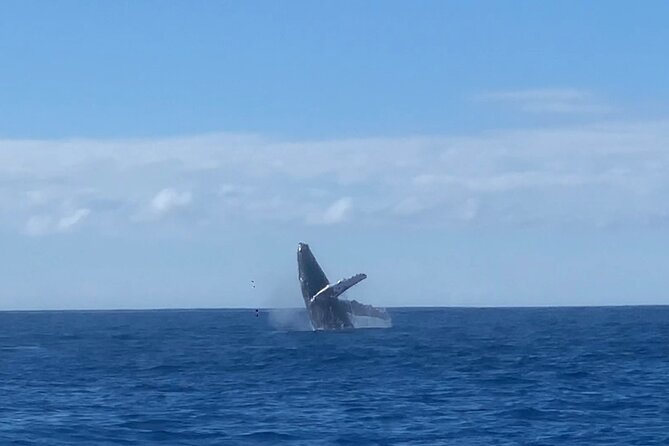 Humpback Whale and Dolphin Watch in Kona - Small-group size: why it changes the experience