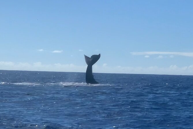 Humpback Whale and Dolphin Watch in Kona - Narration and crew: the experience is only as good as the humans
