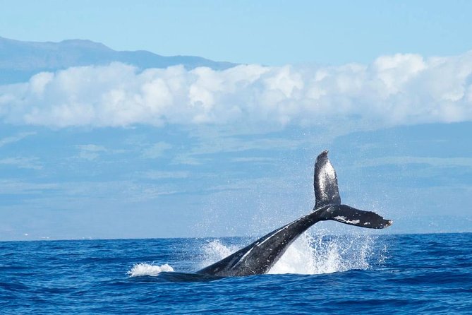 Humpback Whale and Dolphin Watch in Kona - The boat ride: what the 3.5 hours feels like