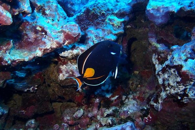 Introductory Beach Scuba Dive - Equipment, Snacks, and the Small-Group Advantage