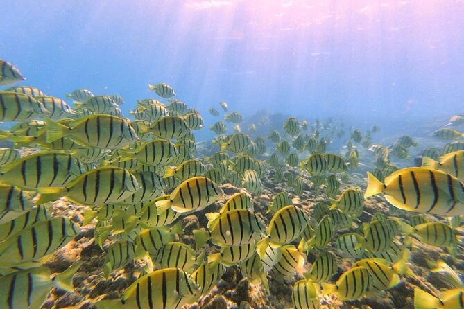 Introductory Beach Scuba Dive - What You Might See Underwater Near Hilo’s Reefs