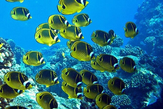 Introductory Beach Scuba Dive - Should You Book This Hilo Intro Course?