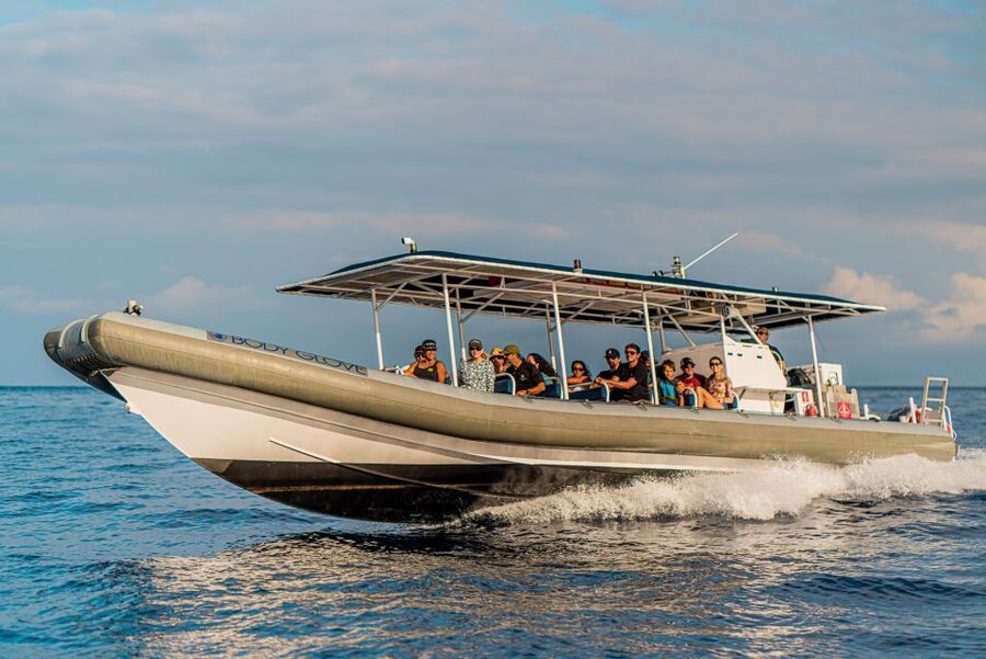Kailua-Kona: Big Island Morning Snorkeling Tour with Lunch - Dolphin Chances and Marine Life You Can Actually Aim For
