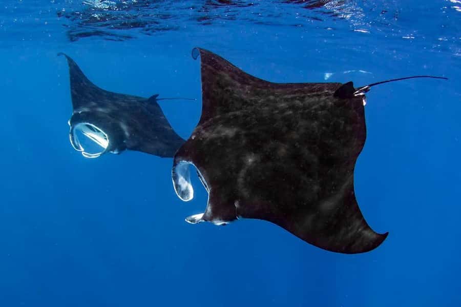 Kailua Kona: Dolphin, Sea Cave and Captain Cook Snorkel Tour - Captain Cook Reef and Kona’s Coastline, Packed Into 150 Minutes