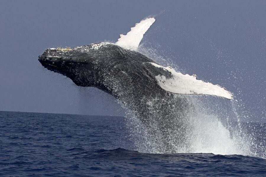 Kailua Kona: Humpback Whale Watching Adventure Cruise - The 150-minute flow: what you’ll do once you’re on board