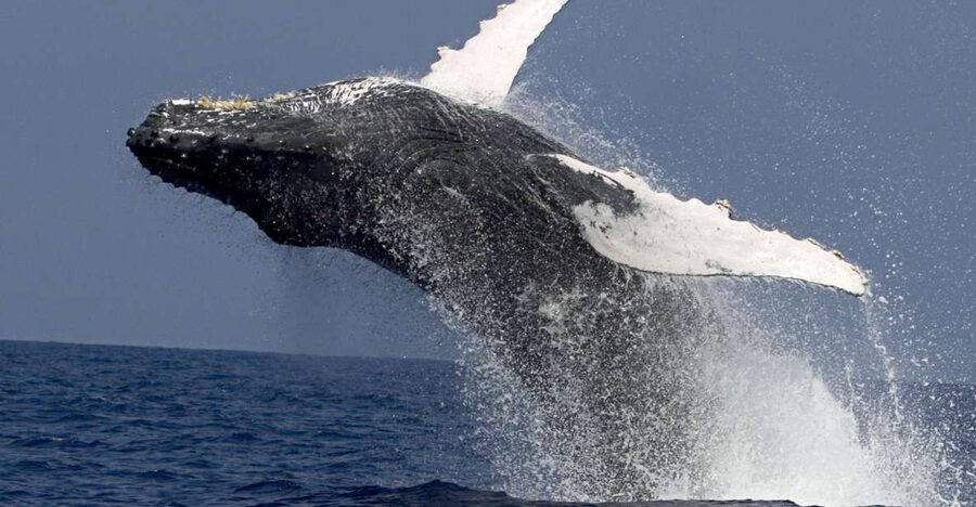 Kailua Kona: Humpback Whale Watching Adventure Cruise - The crew and naturalist help: what you’ll gain from being guided