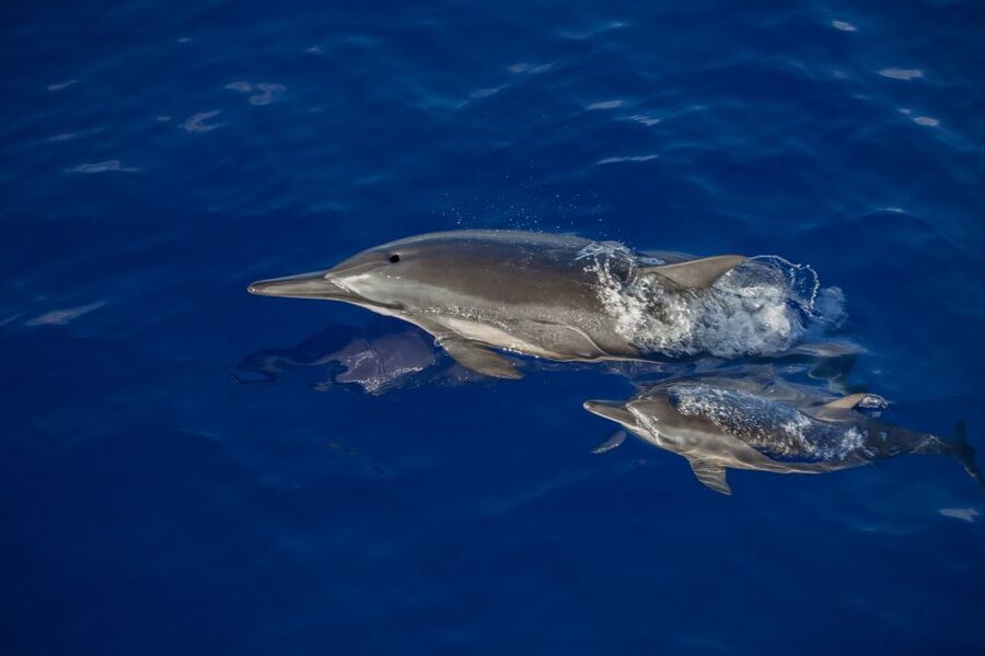 Kailua Kona: Humpback Whale Watching Adventure Cruise - Should you book this Kailua Kona humpback whale cruise?