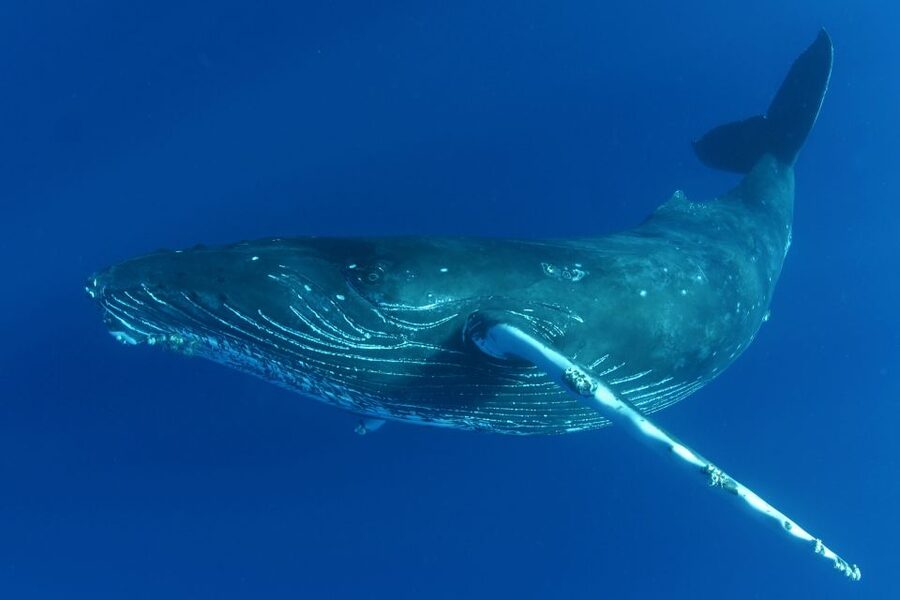 Kailua Kona: Humpback Whale Watching Adventure Cruise - Why Kona humpbacks sound like a whole other world