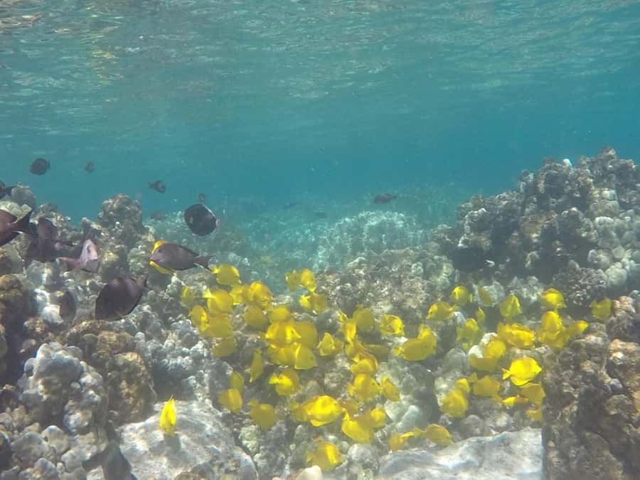 Kailua-Kona: Kealakekua Bay Snorkel and Sail with Lunch - Kealakekua Bay snorkeling: gear, instruction, and what to expect in the water