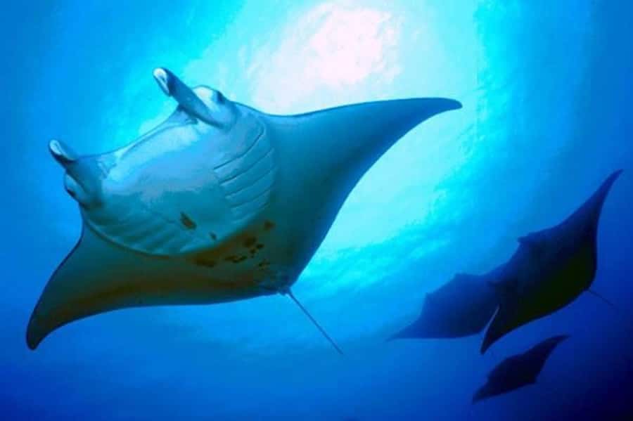 Kailua-Kona: Manta Ray Snorkeling and Sunset Sailing Cruise - Key things to know before you go