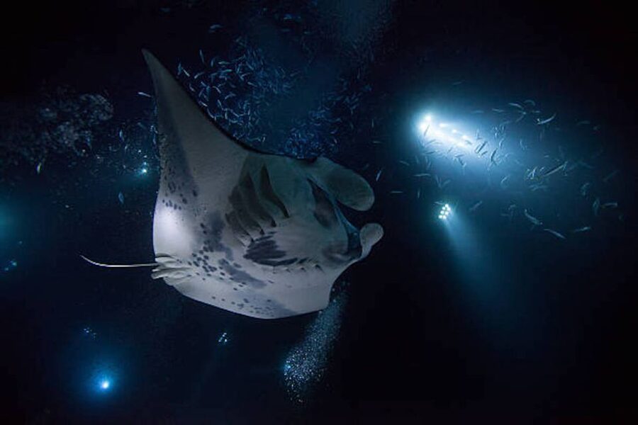 Kailua-Kona: Manta Ray Watching Nighttime Boat Trip - Key things that make this manta ray night trip worth it