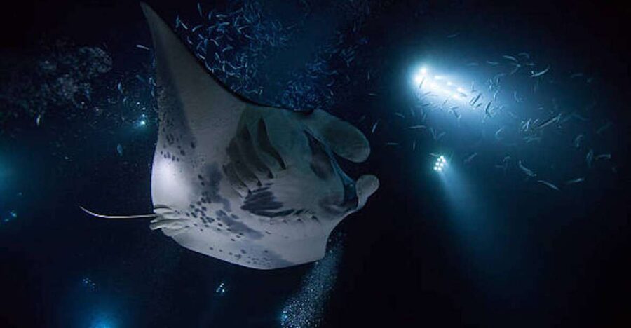 Kailua-Kona: Manta Ray Watching Nighttime Boat Trip - The real draw: watching manta rays in the dark