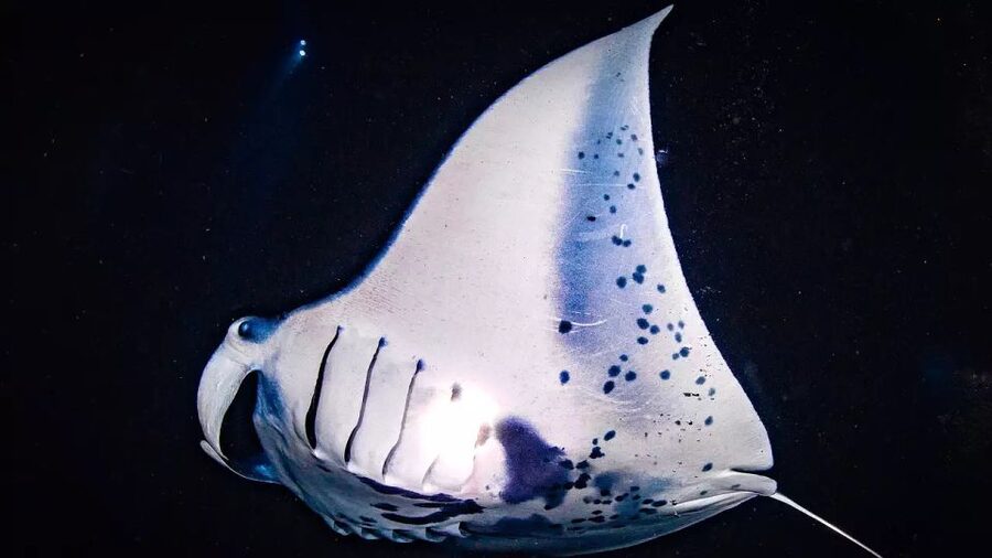Kailua-Kona: Manta Ray Watching Nighttime Boat Trip - Choosing the swim option: where the magic actually happens