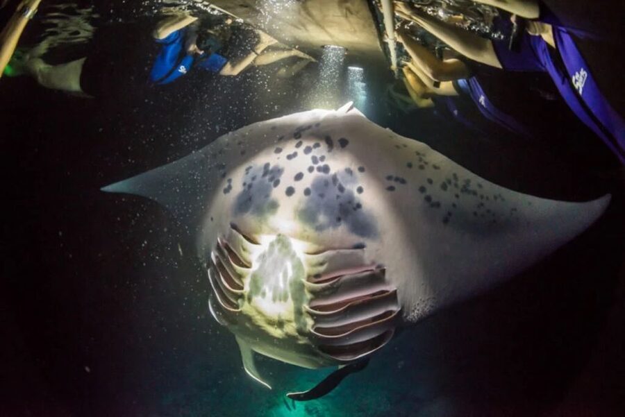 Kailua-Kona: Manta Ray Watching Nighttime Boat Trip - Sea conditions and motion: plan for wind and chop