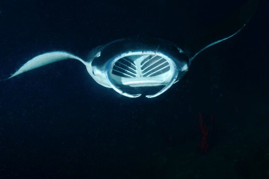 Kailua Kona: Night Manta Ray Adventure on the Big Island - Small Details That Can Make or Break Your Night