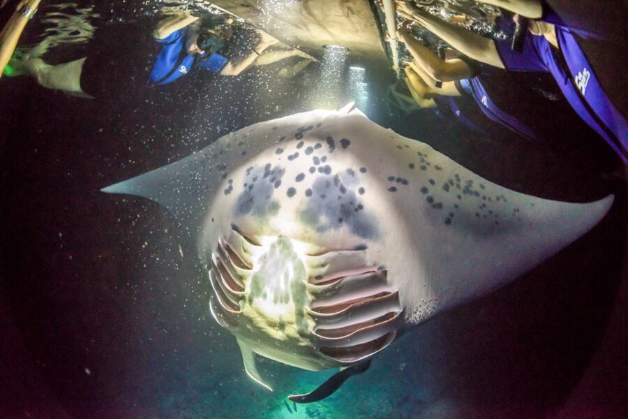 Kailua Kona: Night Manta Ray Adventure on the Big Island - Snorkel Time vs. Ride Along: Choose What Your Body Can Handle