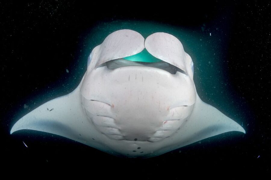 Kailua Kona: Night Manta Ray Adventure on the Big Island - The Return Trip: Snacks, Cold Wind, and That Last Glance