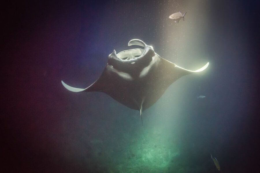 Kailua Kona: Night Manta Ray Adventure on the Big Island - Price and Value: Why $121 Can Make Sense Here