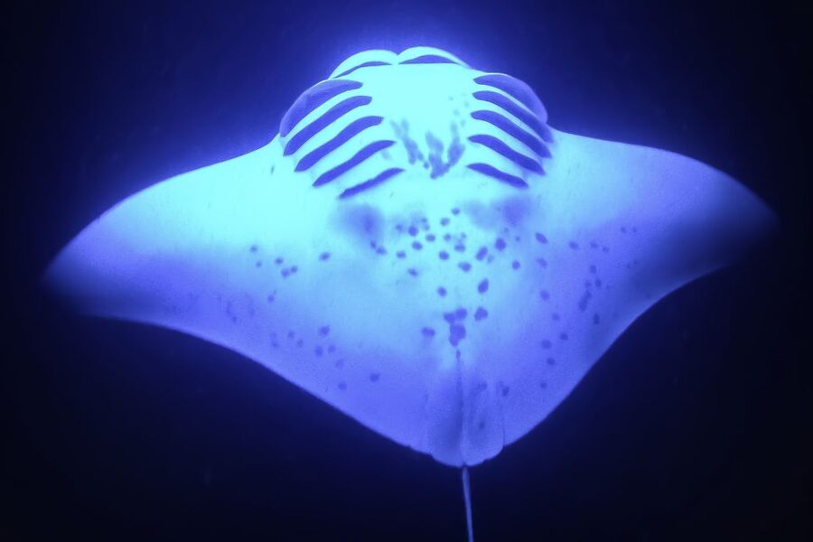 Kailua Kona: Night Manta Ray Adventure on the Big Island - What to Bring (So You Don’t Feel Rushed)