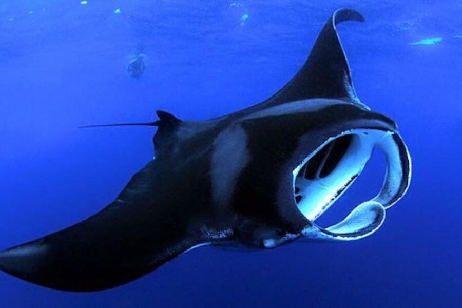 Kailua Kona: Night Manta Ray Adventure on the Big Island - Gear, Wet Suit Tops, and the Safety Briefing You’ll Actually Use