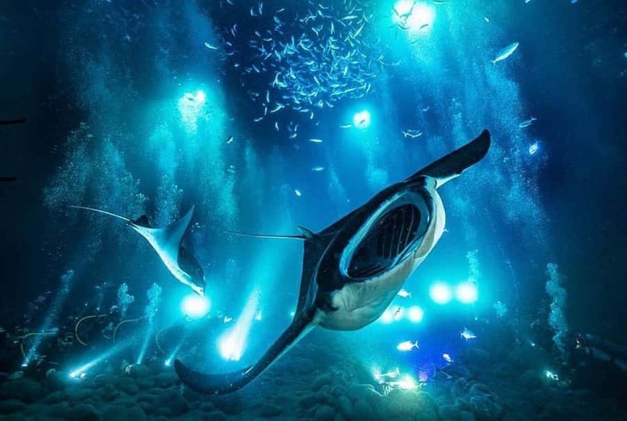 Kailua-Kona: Night Manta Snorkel or Dive - Key Things That Make This Worth Your Time