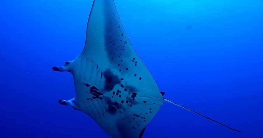 Kailua-Kona: Night Manta Snorkel or Dive - The Magic Mechanism: Lights, Plankton, and Manta Flips
