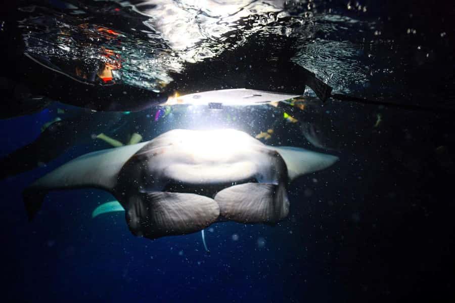 Kailua-Kona: Night Manta Snorkel or Dive - How the 2-Hour Session Flows on the Water