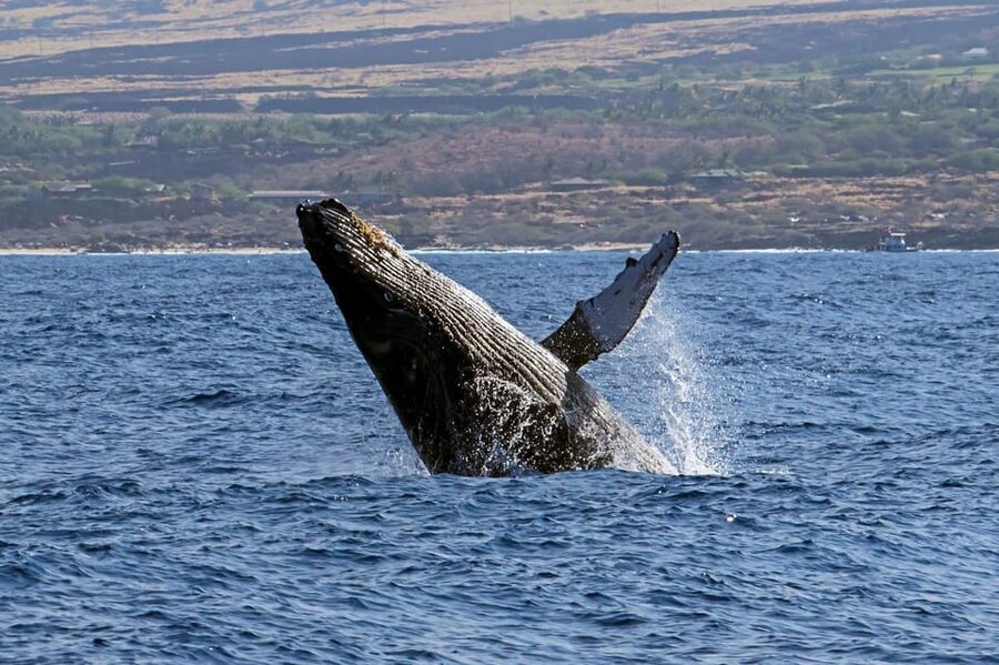 Kailua-Kona: Pacific Humpback Whale Watch Excursion - What 150 Minutes on the Water Looks Like (Breaches, Tail-Slaps, Scanning)