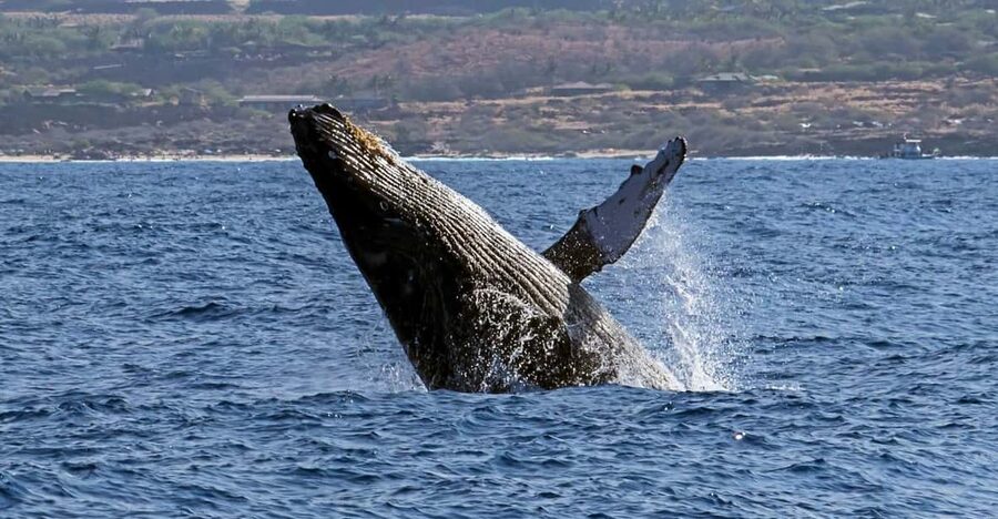 Kailua-Kona: Pacific Humpback Whale Watch Excursion - Dolphin Watching and Marine Life Viewing: More Than Just a Whale Search