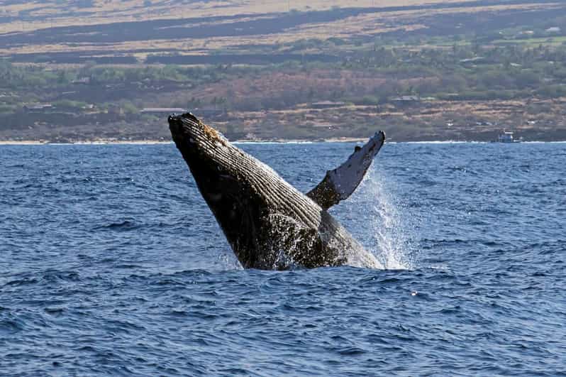 Kailua-Kona: Pacific Humpback Whale Watch Excursion - Snacks, Cold Drinks, and Small-Group Comfort