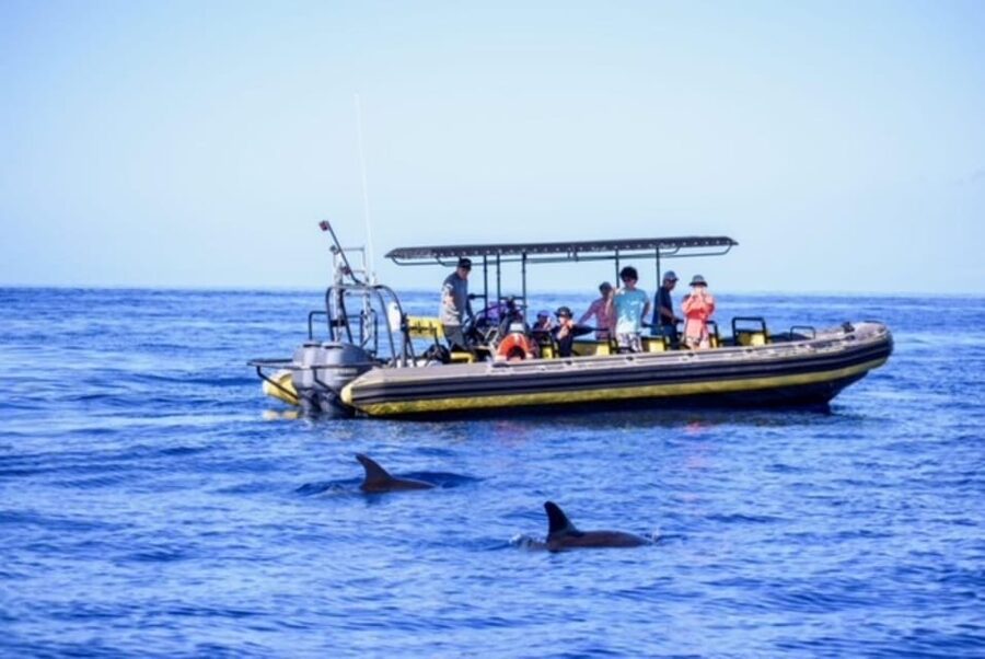 Kailua-Kona: Pacific Humpback Whale Watch Excursion - The Expert Guide Part: What You Learn Beyond Spotting Whales