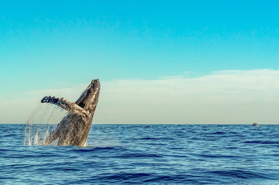 Kailua-Kona: Whale Watching Cruise on the Big Island - The kind of sightings that stick with you
