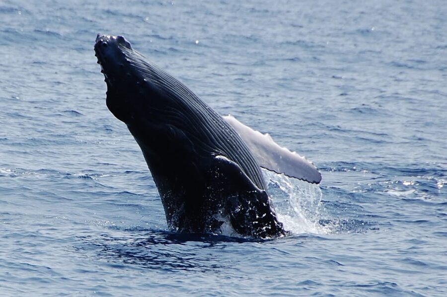 Kailua-Kona: Whale Watching Cruise on the Big Island - Key things to know before you go