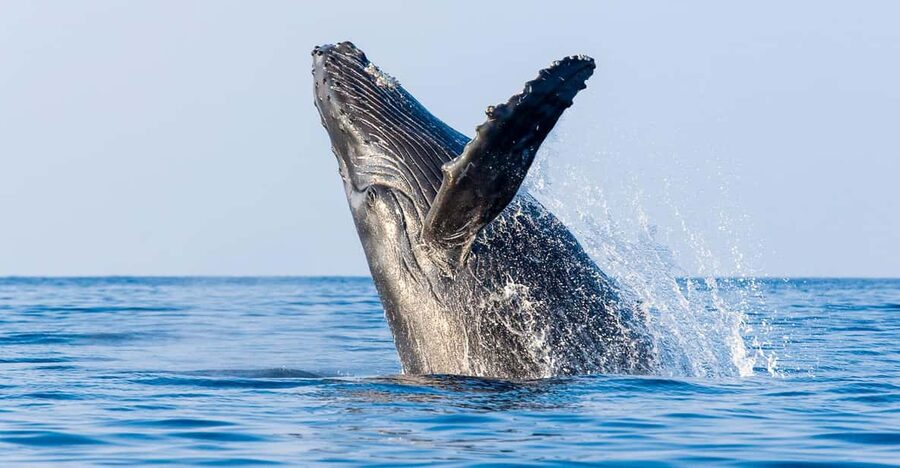 Kailua-Kona: Whale Watching Cruise on the Big Island - Price and value: Is $115 worth it for 2.5 hours?