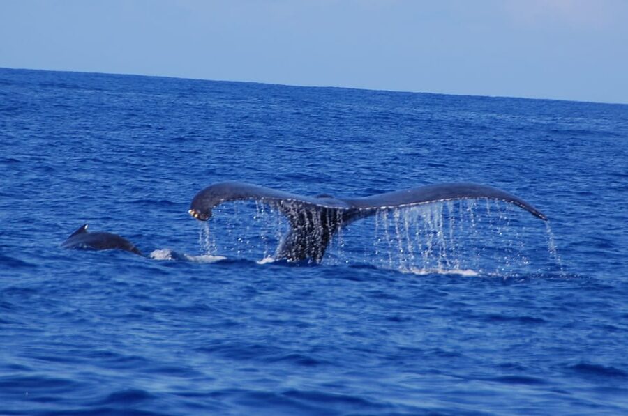 Kailua-Kona: Whale Watching Cruise on the Big Island - Getting to Honokohau Harbor without losing time