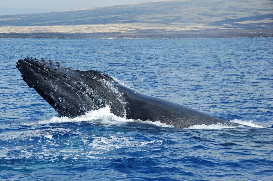 Kailua-Kona: Whale Watching Cruise on the Big Island - Hydrophones: hearing humpback whales instead of just seeing them