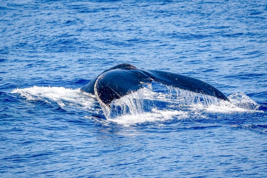 Kailua-Kona: Whale Watching Cruise on the Big Island - Onboard comfort: snacks, drinks, and motion-sickness reality