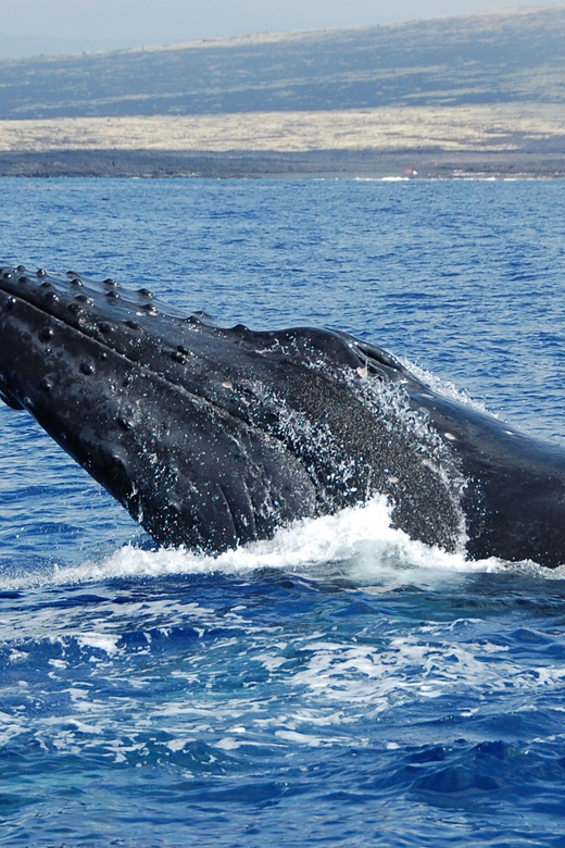 Kailua-Kona: Whale Watching Cruise on the Big Island - Who this cruise suits best (and who should skip it)