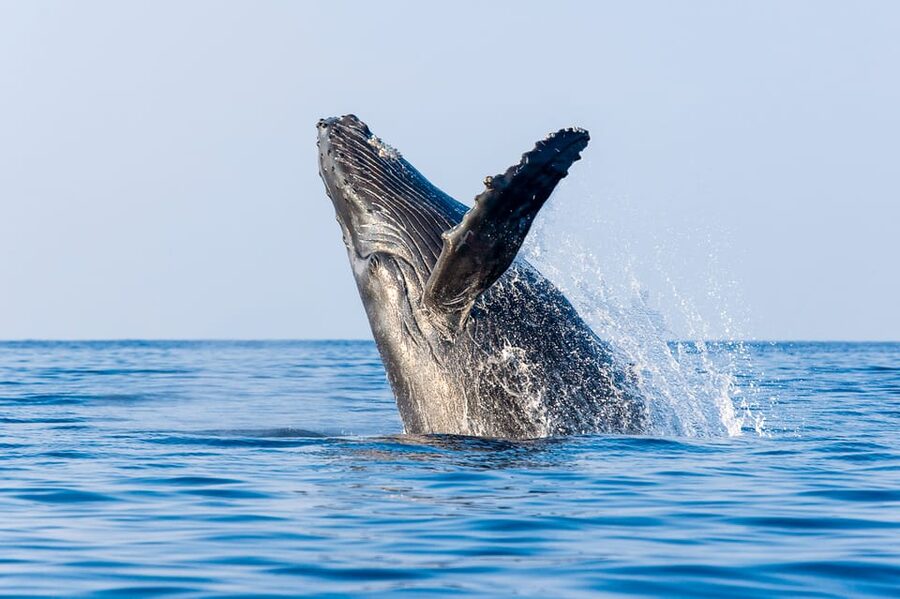 Kailua-Kona: Whale Watching Cruise on the Big Island - Whale Singing From Honokohau: Why This Cruise Feels Different
